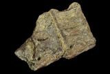 Fossil Fish (Ichthyodectes) Vertebrae - Kansas #127860-1